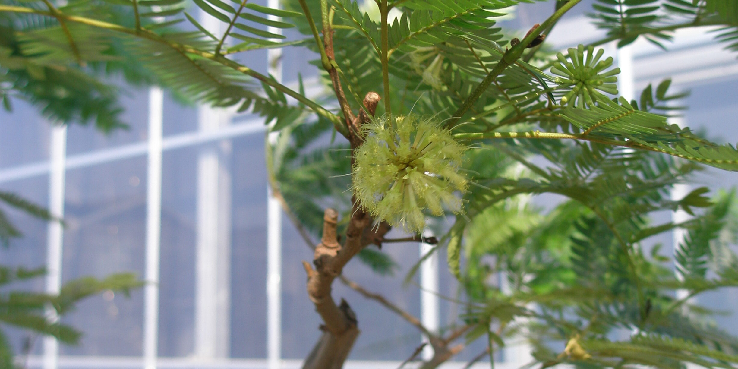 エバーフレッシュの花 浦和美園の花屋オリオンは観葉植物レンタル