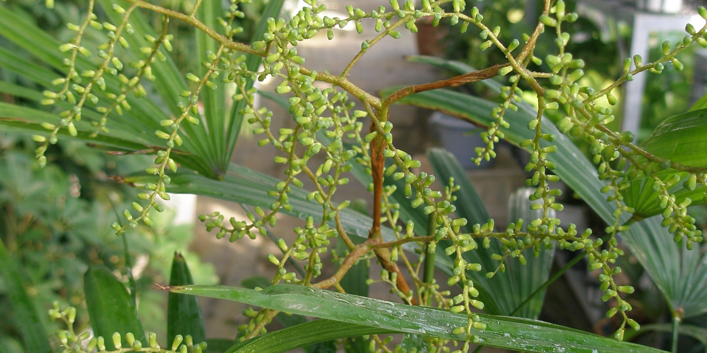 観葉植物 シュロチクの花 浦和美園の花屋オリオンは観葉植物レンタル