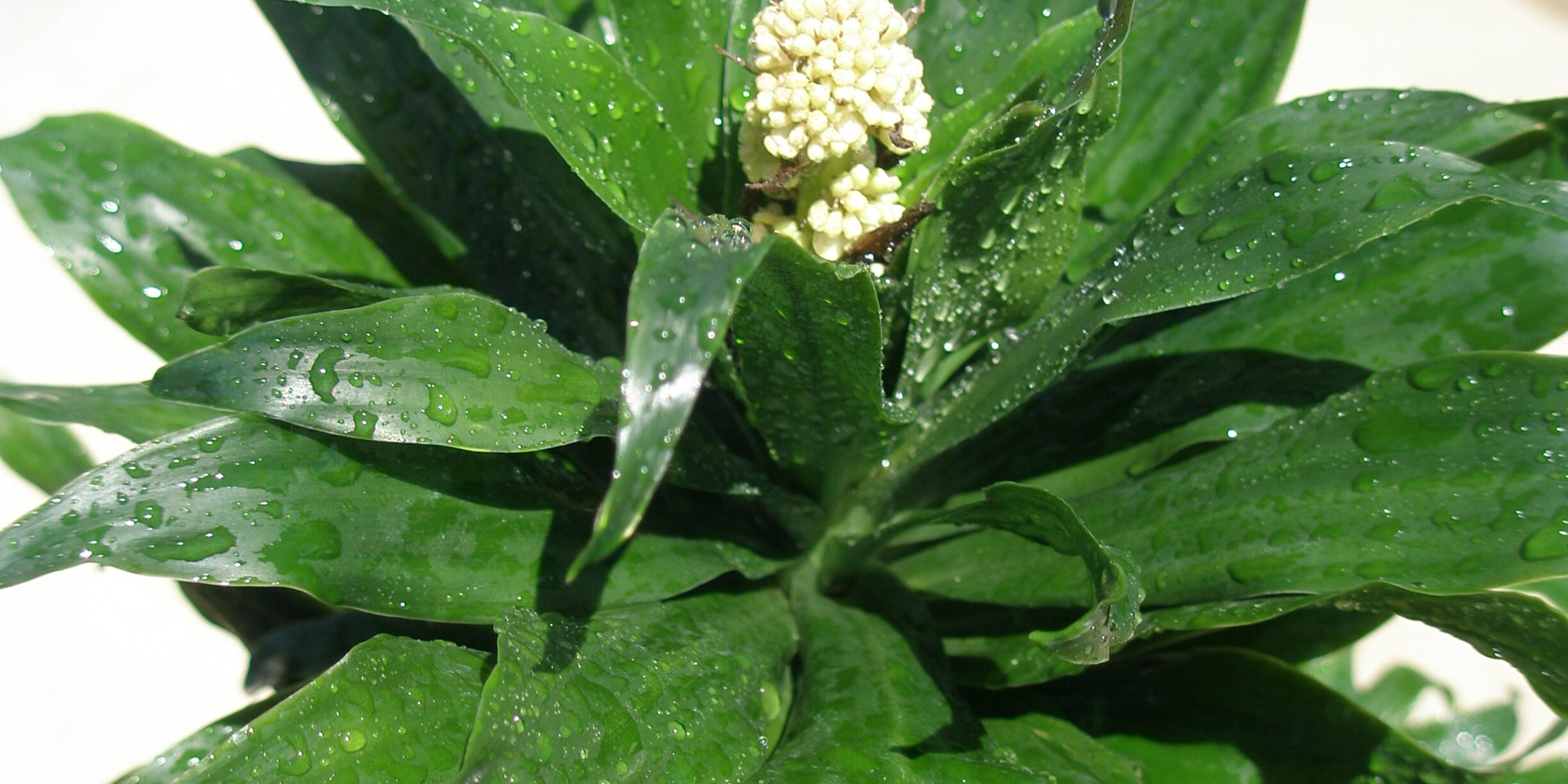 観葉植物 ドラセナコンパクタの花 浦和美園の花屋オリオンは観葉植物レンタル