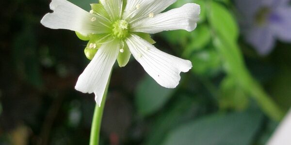 食虫植物 ハエトリソウの花 浦和美園の花屋オリオンは観葉植物レンタル