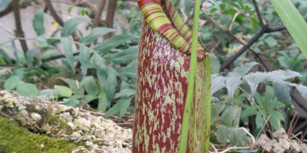 食虫植物 ウツボカズラ 浦和美園の花屋オリオンは観葉植物レンタル