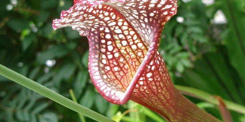 食虫植物 サラセニア | 浦和美園の花屋オリオンは観葉植物レンタル